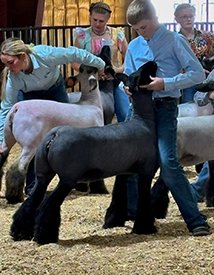 Reserve Champion Breeding Meat Ewe
Western Junior Livestock Show (SD)