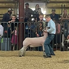 3rd Overall Middleweight Market Lamb
Western Junior Livestock Show (SD)