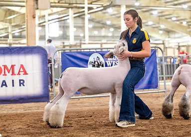 1st Place Class 9 Commercial Ewes
EYO